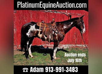 Quarter horse américain, Hongre, 13 Ans, 157 cm, Overo-toutes couleurs, in LaCygne KS,