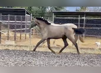 PRE, Stallion, 2 years, 15.2 hh, Gray, in Palma de Mallorca,