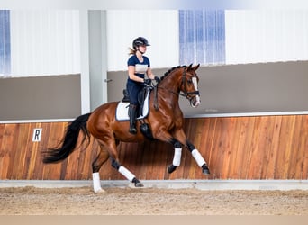 KWPN, Stute, 4 Jahre, 169 cm, Brauner, in Andijk