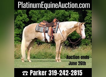 American Quarter Horse, Wallach, 13 Jahre, 155 cm, Palomino, in Brodhead KY,