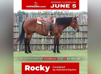 Quarter horse américain, Hongre, 7 Ans, Bai cerise, in Mt Vernon, MO,