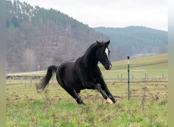 American Quarter Horse, Wallach, 5 Jahre, Rappe, in Langenorla