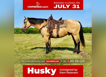 American Quarter Horse, Wallach, 12 Jahre, 155 cm, Buckskin, in Valley Springs, SD,