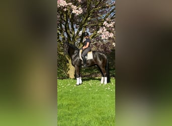 BWP (cheval de sang belge), Hongre, 10 Ans, 180 cm, Noir, in Waremme,