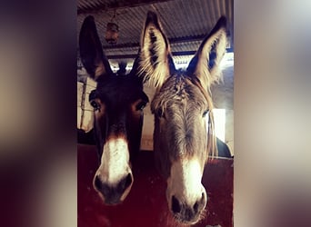 Donkey, Mare, 10 years, in Chiclana de la Frontera,