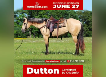 Quarter horse américain, Hongre, 8 Ans, 155 cm, Buckskin, in Claion, PA,