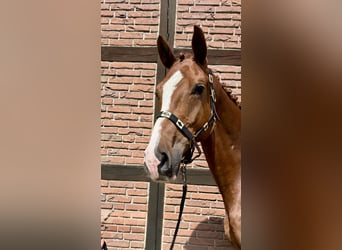 Mecklemburgo, Yegua, 6 años, 170 cm, Alazán, in Elsdorf