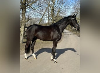 Westfale, Wallach, 4 Jahre, 169 cm, Rappe, in Greven