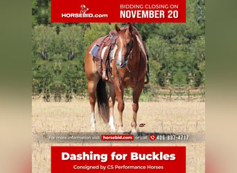American Quarter Horse, Wallach, 8 Jahre, 152 cm, Rotfuchs, in Graham, TX,