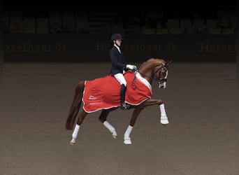 Danish Warmblood, Stallion, Chestnut, in Asperup,