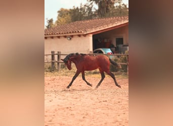 PRE, Hengst, 2 Jaar, 162 cm, Bruin, in Felanitx