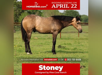 Quarter horse américain, Hongre, 1 Année, 142 cm, Buckskin, in Canton, TX,