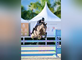 KWPN, Klacz, 14 lat, 163 cm, Gniada, in Palma De Mallorca