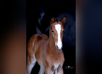 Westfaal, Merrie, , Bruin, in Neuenkirchen-V&#xF6;rden