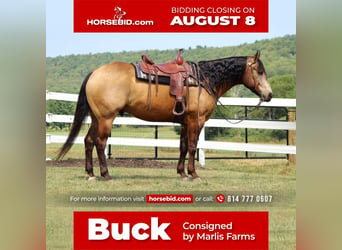 Quarter horse américain, Hongre, 12 Ans, 157 cm, Buckskin, in Rebersburg, PA,