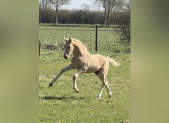 Pony tedesco, Stallone, Puledri (01/2026), Palomino, in Achim