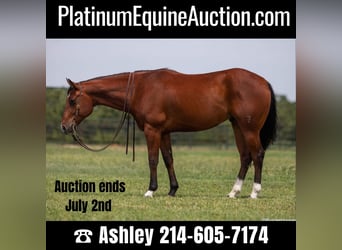 Quarter horse américain, Hongre, 8 Ans, 157 cm, Bai cerise, in Weatherford TX,
