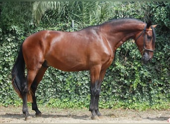 PRE, Stallone, 5 Anni, 167 cm, Baio ciliegia, in Tarragona,