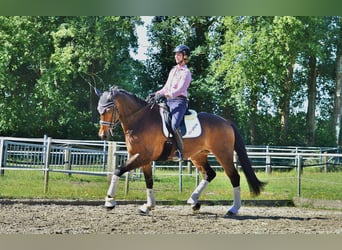 Pferd zur Verfügung gesucht 