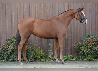 Hannoveraner, Stute, 8 Jahre, 173 cm, Fuchs, in Loxstedt