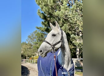 Belgian Sport Horse, Mare, 10 years, 16 hh, Gray-Fleabitten, in Gallbrunn,