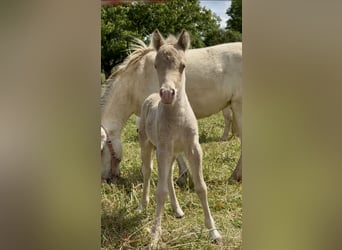 Shetland Ponys, Hengst, Veulen (05/2026), 104 cm, Champagne, in Groß Molzahn