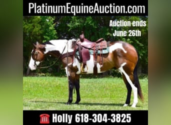 Paint Horse, Gelding, 15 years, Overo-all-colors, in Greeneville Ky,