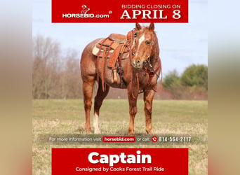 American Quarter Horse, Gelding, 10 years, 14.3 hh, Roan-Red, in Tionesta,