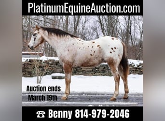 Quarter horse américain, Hongre, 12 Ans, 152 cm, Rouan Rouge, in Everette PA,