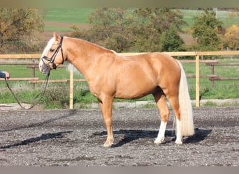 Welsh C (of Cob Type), Gelding, 7 years, 13,1 hh, Palomino, in Wartenberg,