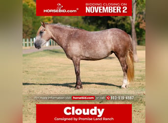 Gypsy Horse Mix, Mare, 5 years, 14 hh, Grey, in Terrell