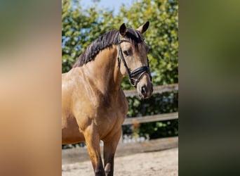 KWPN, Mare, 5 years, 15,2 hh, Dun, in Sm,