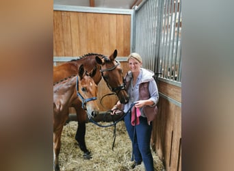 Aufzuchtplatz für Hengstfohlen und Stutfohlen 