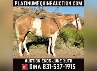 Paint Horse, Wallach, 11 Jahre, Palomino, in PAICINES, CA,