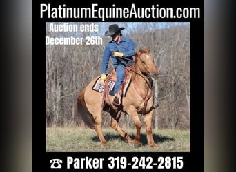 American Quarter Horse, Gelding, 13 years, 15.1 hh, Dun, in Brodhead KY,