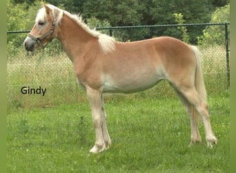 Gindy van de Flammert