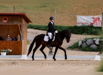 Oldenburg, Gelding, 4 years, 16 hh, Brown, in Kumberg,
