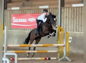 Deutsches Reitpony, Wallach, 19 Jahre, 142 cm, Brauner, in Hamburg