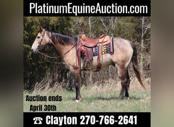 American Quarter Horse, Wallach, 11 Jahre, 152 cm, Buckskin, in Sonora, KY,