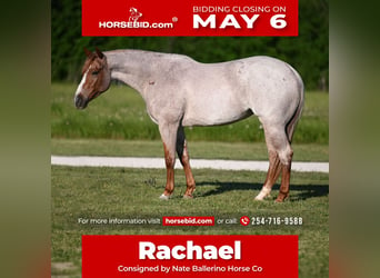 American Quarter Horse, Stute, 4 Jahre, 150 cm, Roan-Red, in Waco,