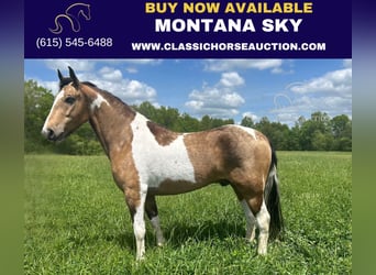 Kentucky Mountain Saddle Horse, Wallach, 6 Jahre, 152 cm, Buckskin, in Whitley City, KY,
