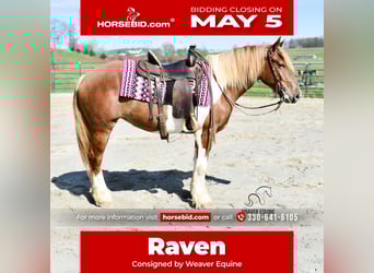 Draft Horse Mix, Mare, 4 years, 15,1 hh, in Fredericksburg, OH,