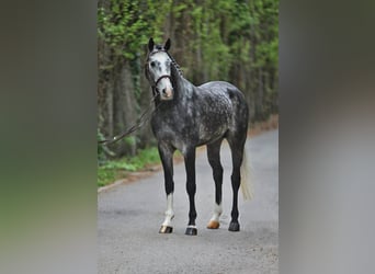 Holstein, Gelding, 6 years, 16,1 hh, Grey, in Budapest