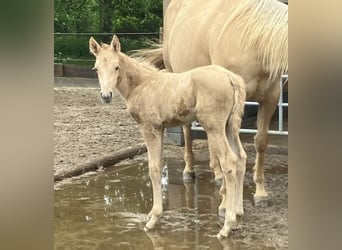 American Quarter Horse, Hengst, veulen (05/2024), in Beinhausen,