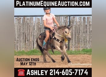 American Quarter Horse, Gelding, 10 years, 9.3 hh, Buckskin, in Weatherford TX,