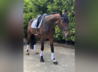 Gelding 4 years