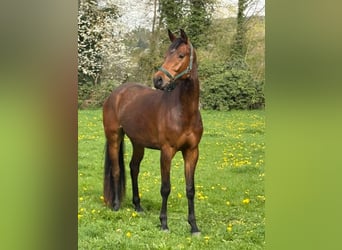 Koń hanowerski, Wałach, 4 lat, 174 cm, Gniada, in Wehretal