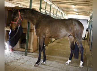 KWPN, Hengst, 3 Jahre, 170 cm, Brauner, in Murska Soboda