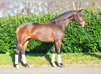 Hanoverian, Mare, 8 years, 16.1 hh, Brown, in Selsingen,