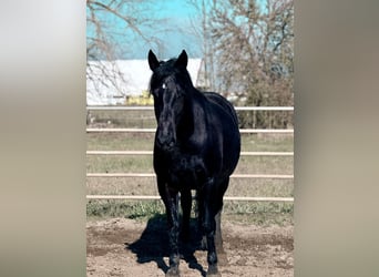 Mustang (american), Mare, 6 years, 15.2 hh, Black, in 000